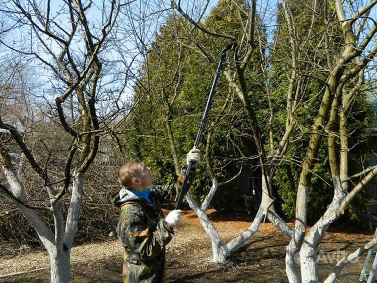 Санитарная обрезка