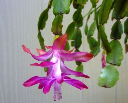 Шлумбергера Бакли