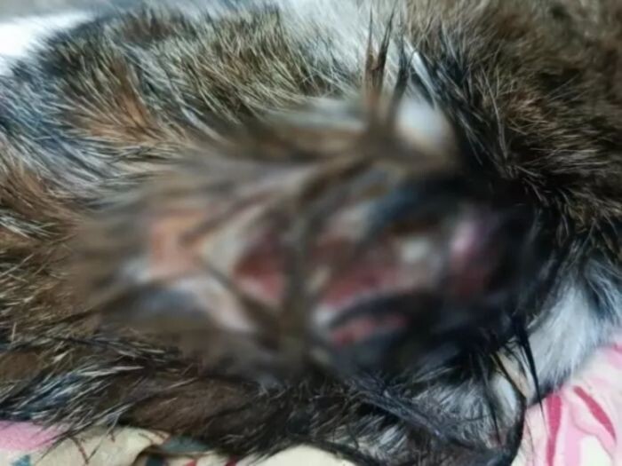 Источник фото: Соцсети