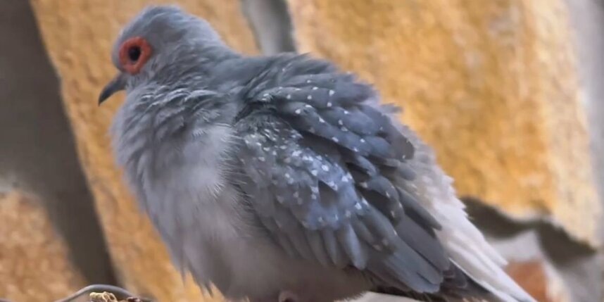    скриншот из видео Ленинградского зоопарка