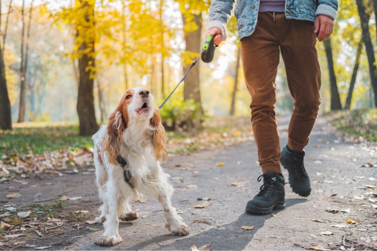 Почему собака лает на прохожих