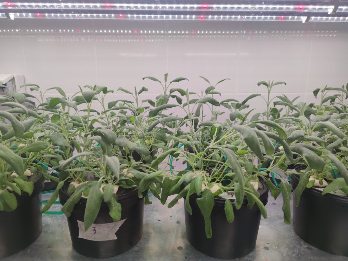 Шалфей лекарственный