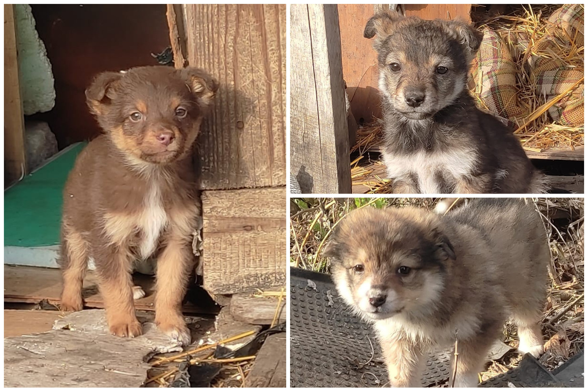 Те самые щеночки от маленькой собачки. Мальчики