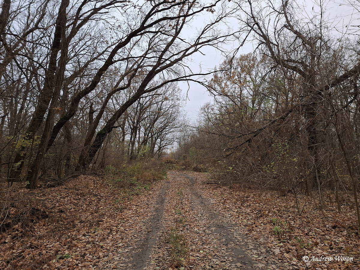 Вход в рощу со сторону ул. Стальского