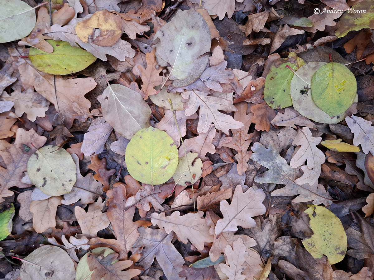 Опавшая листва