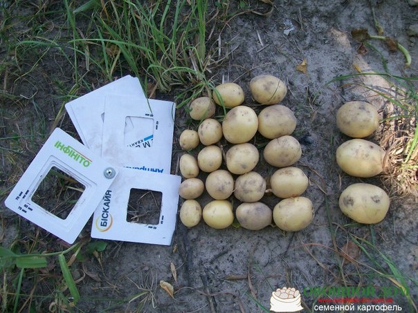 Фото из открытых источников.