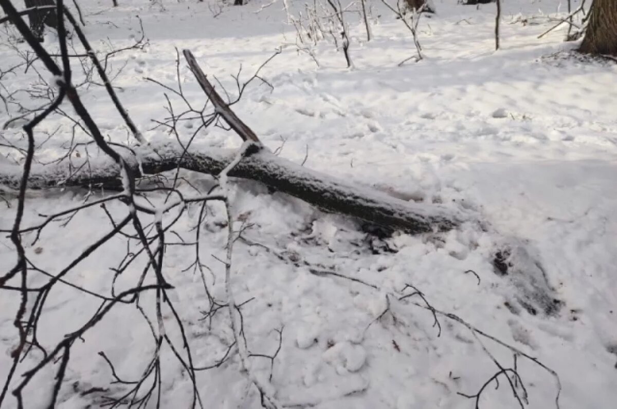    В Пензе на Олимпийской аллее на мужчину упало дерево