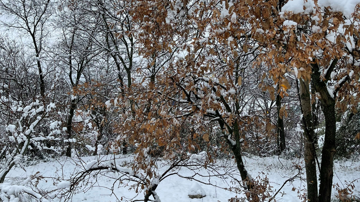 Зачем отряхивать снег с деревьев и кустарников