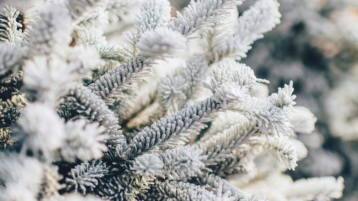 Зачем отряхивать снег с деревьев и кустарников