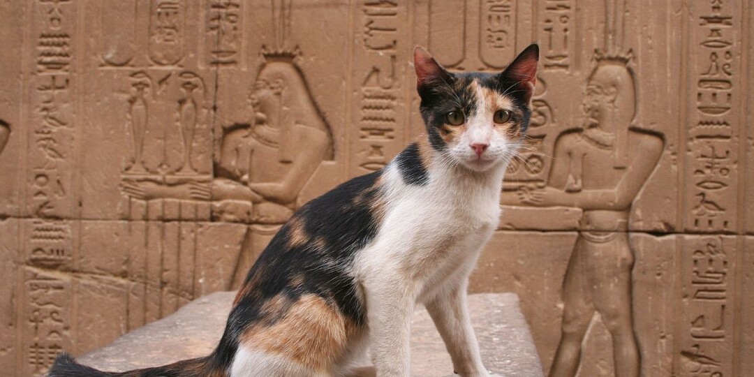 Почему в Древнем Египте существовал культ кошки: удивительные законы и традиции