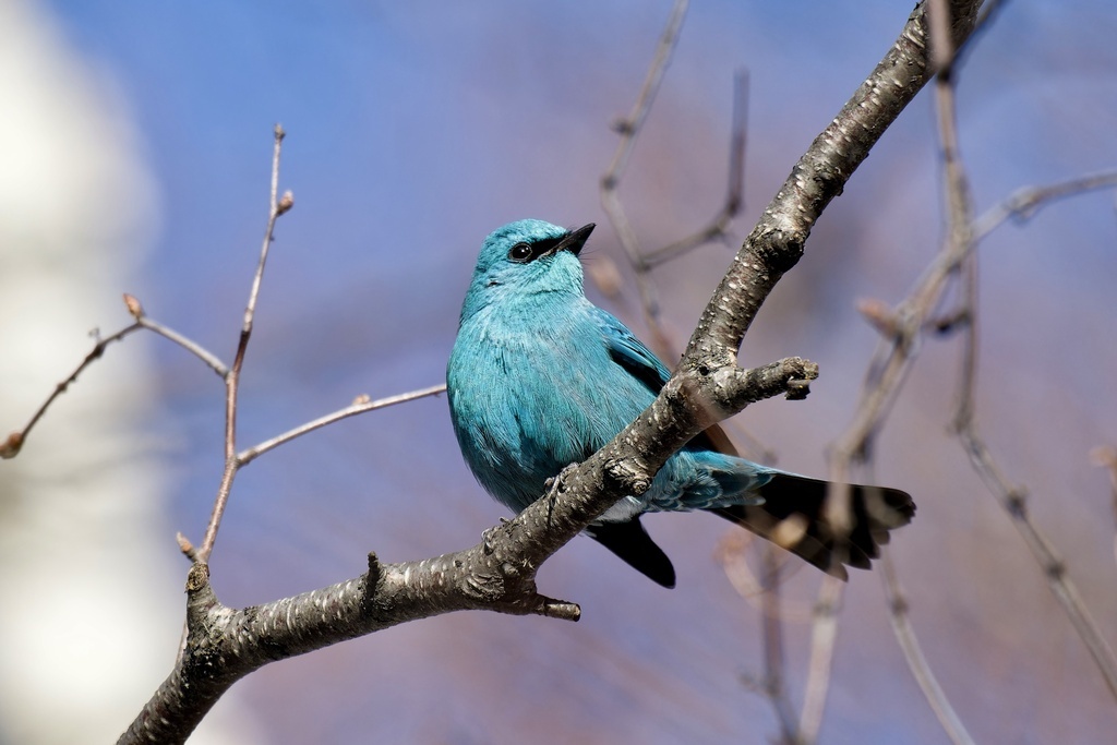 Фото grigory_sakhalin