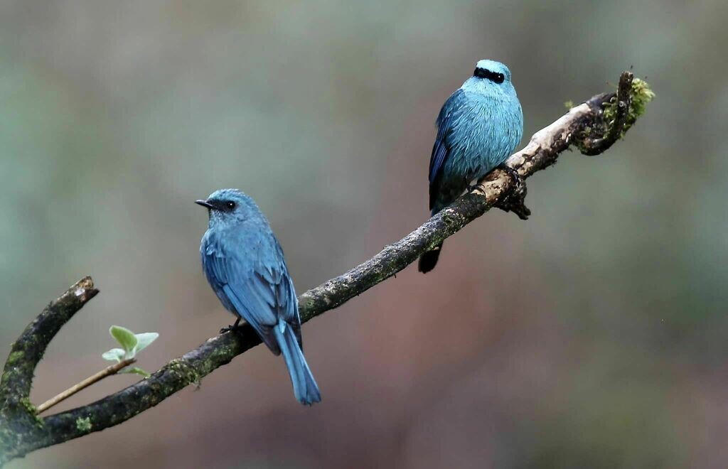 Непал, фото CORDENOS Thierry