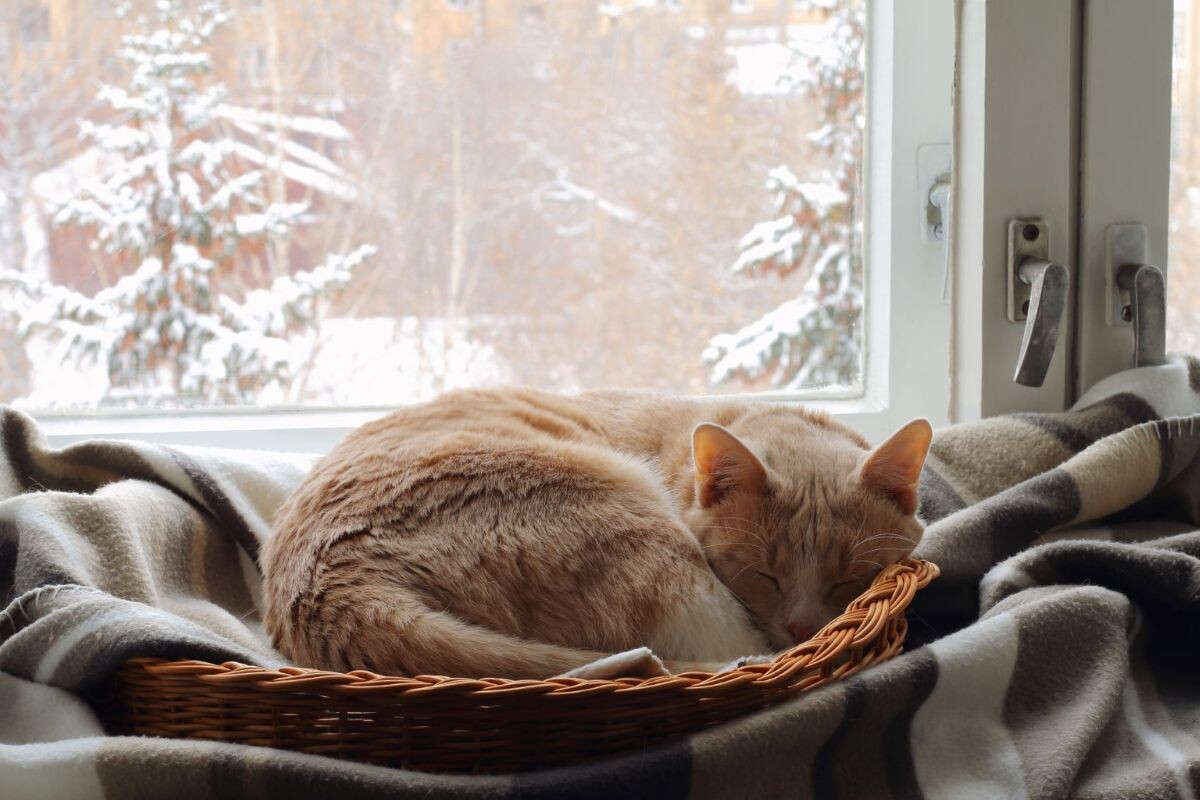 Почему кошка много спит зимой