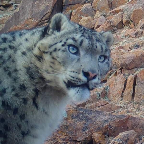 (с) Wildlife Initiative. Снежного барса зафиксировала автоматическая камера. Красавец (с)   