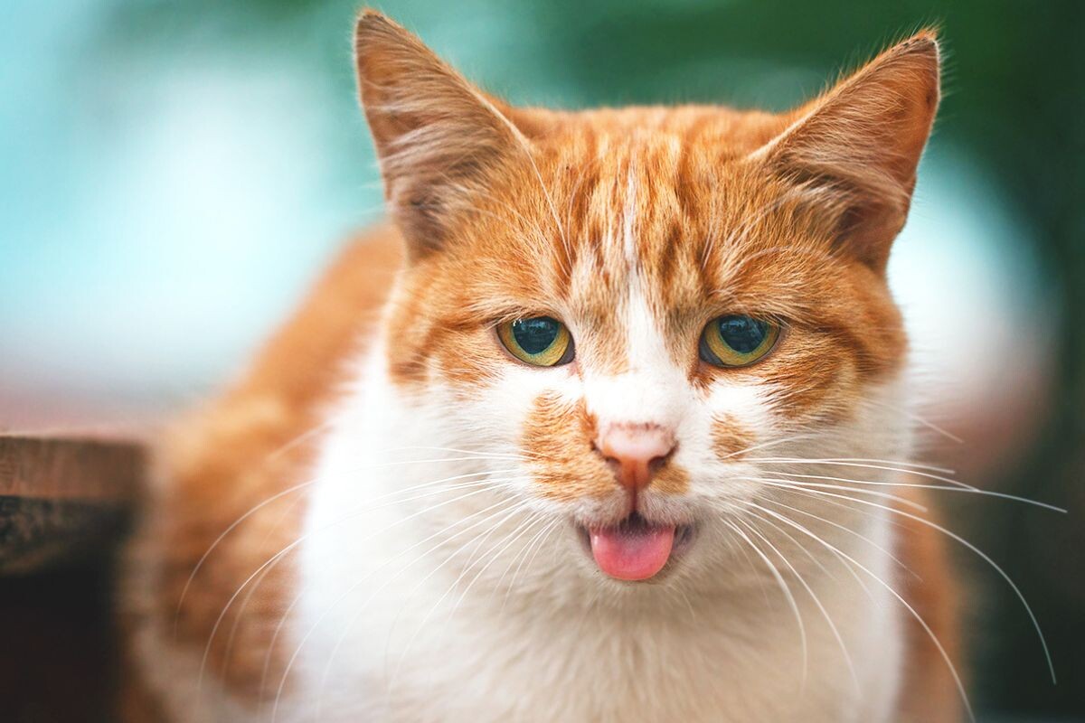 Почему кошка дышит ртом 