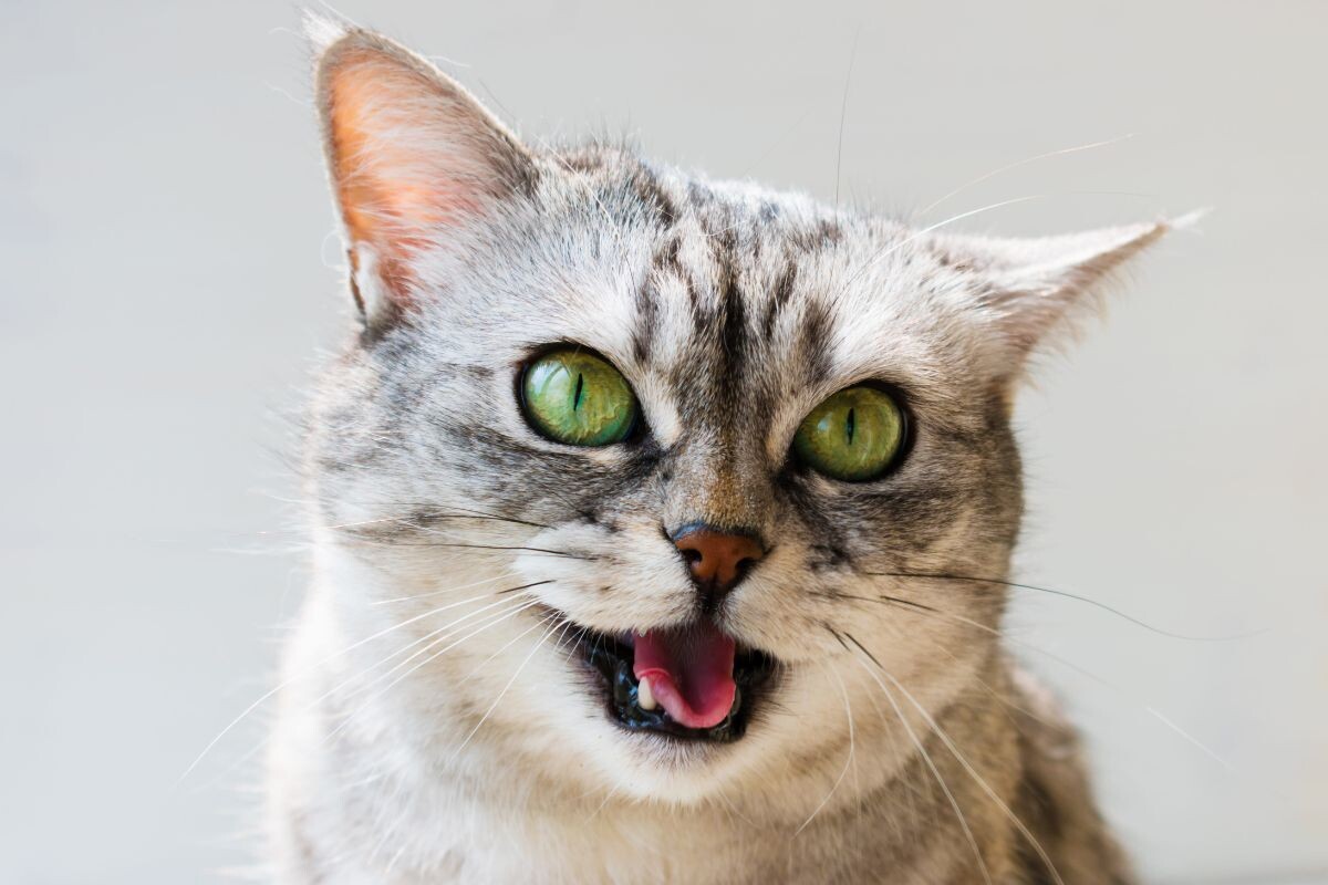 Кот с открытым ртом 