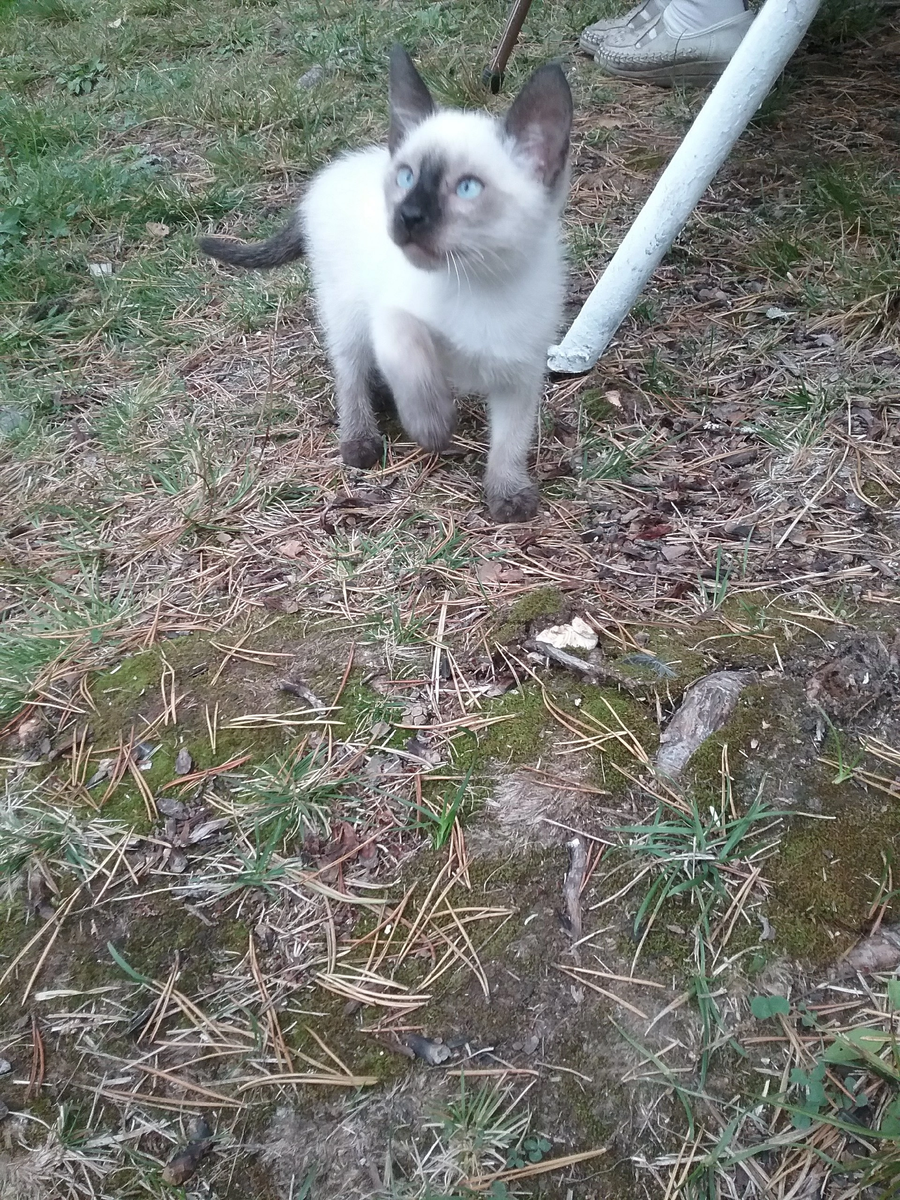 Вот такой он смелый и забавный)