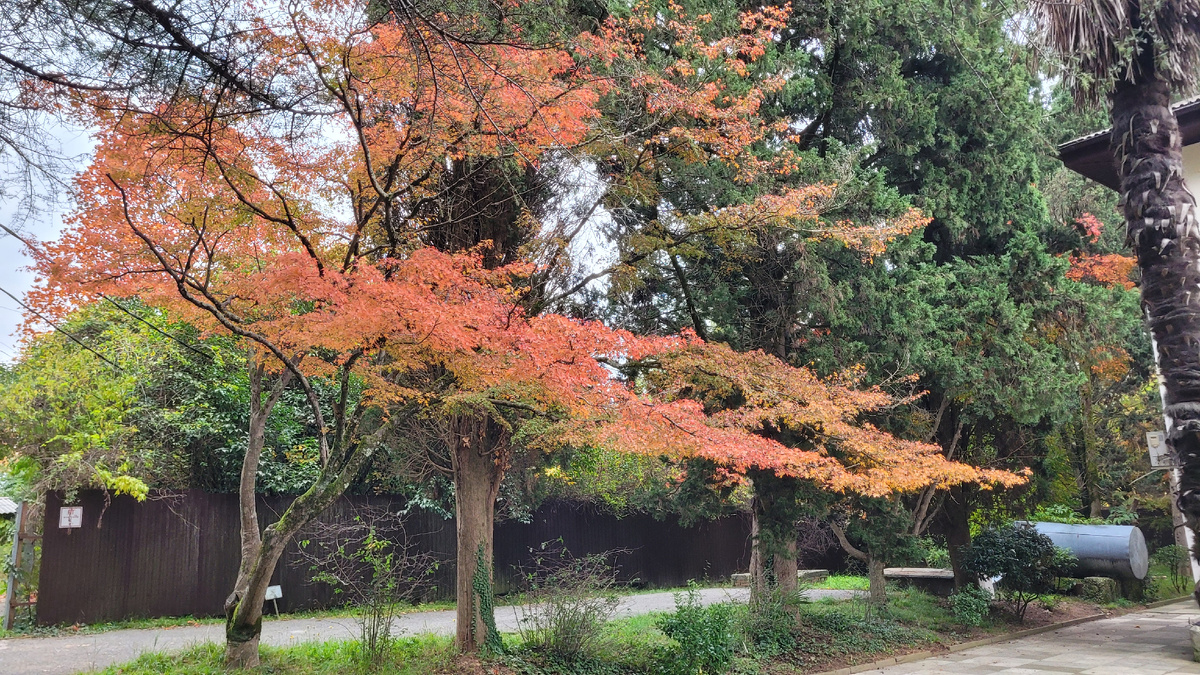 Осенние пейзажи на территории