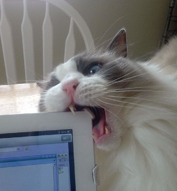 Фото из Интернета.