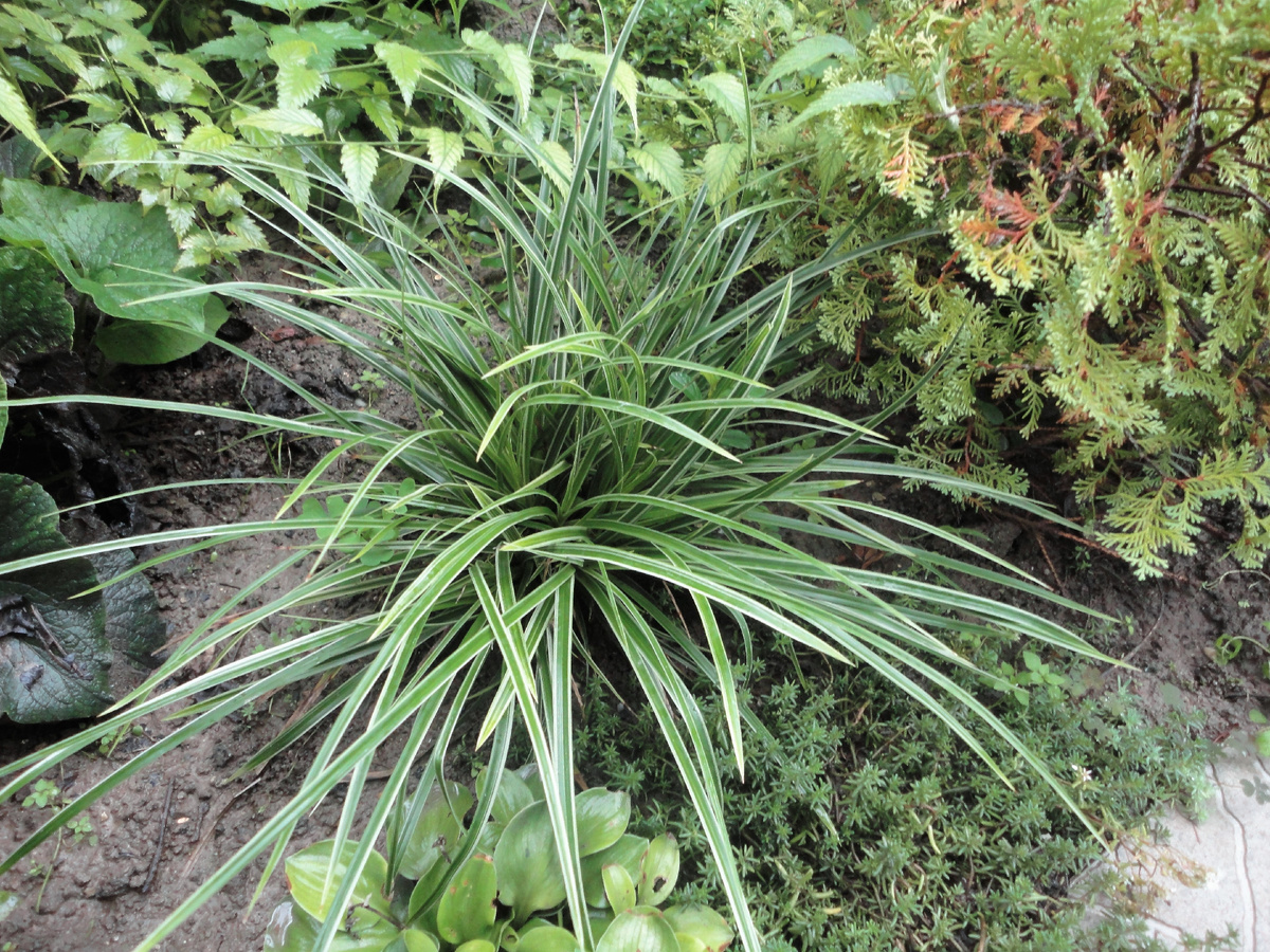 Осока Морроу «Ice Dance» в моём саду, фото 2020 г.