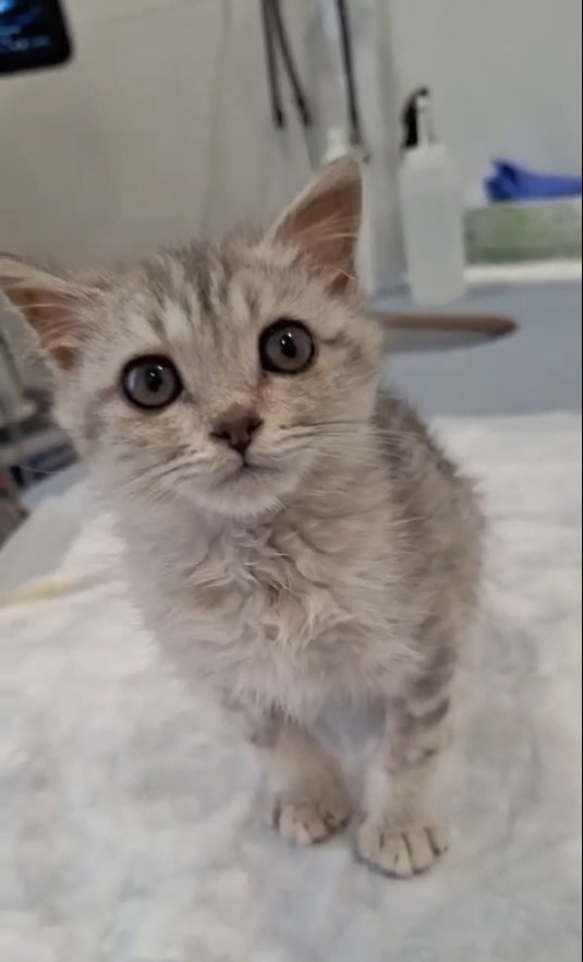 маленький Симба