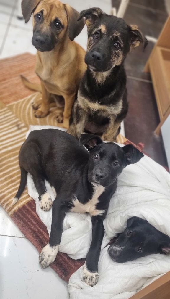 Последнее совместное фото. Анже уже нет, а Анси плохо