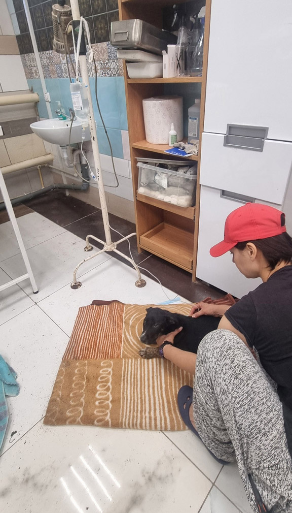 Анси совсем угасает