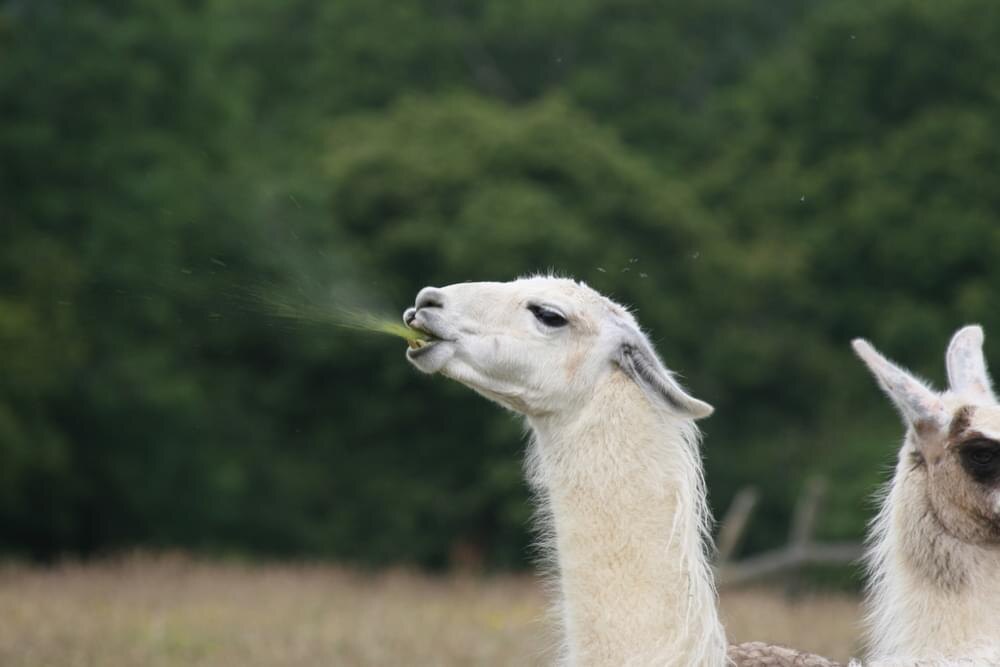 Ламы они такие... Фото Яндекс.Картинки. 