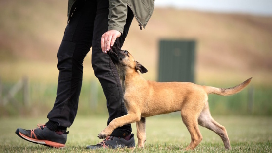    Как научить щенка команде "рядом": советы кинолога Андрей Бурков