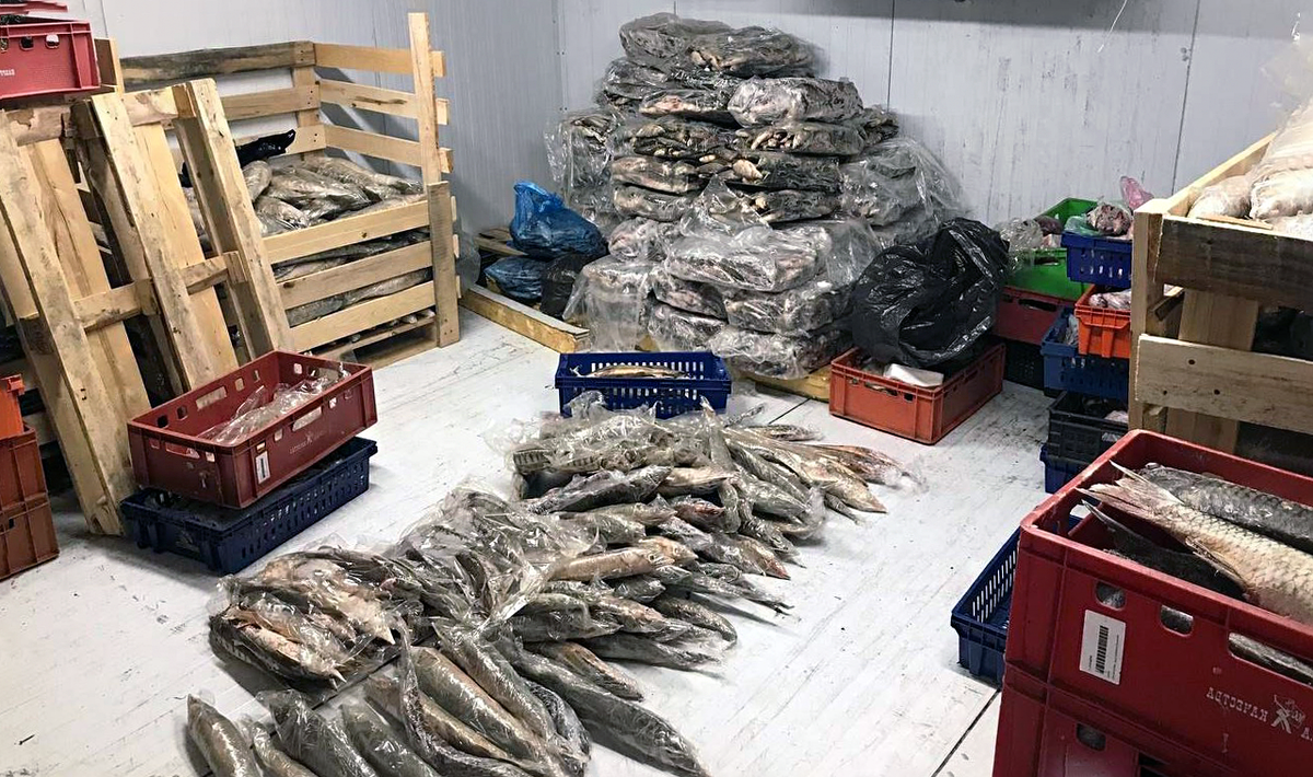 Долгие годы он пользовался служебным положением и покрывал браконьеров на Волге, давая им незаконное разрешение ловить рыбу в зоне его ответственности.