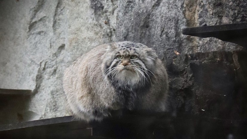    Московский зоопарк/Телеграмм