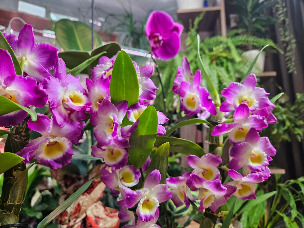 Дендробиумы шикарны, один теперь у мамы, второй - у сестры