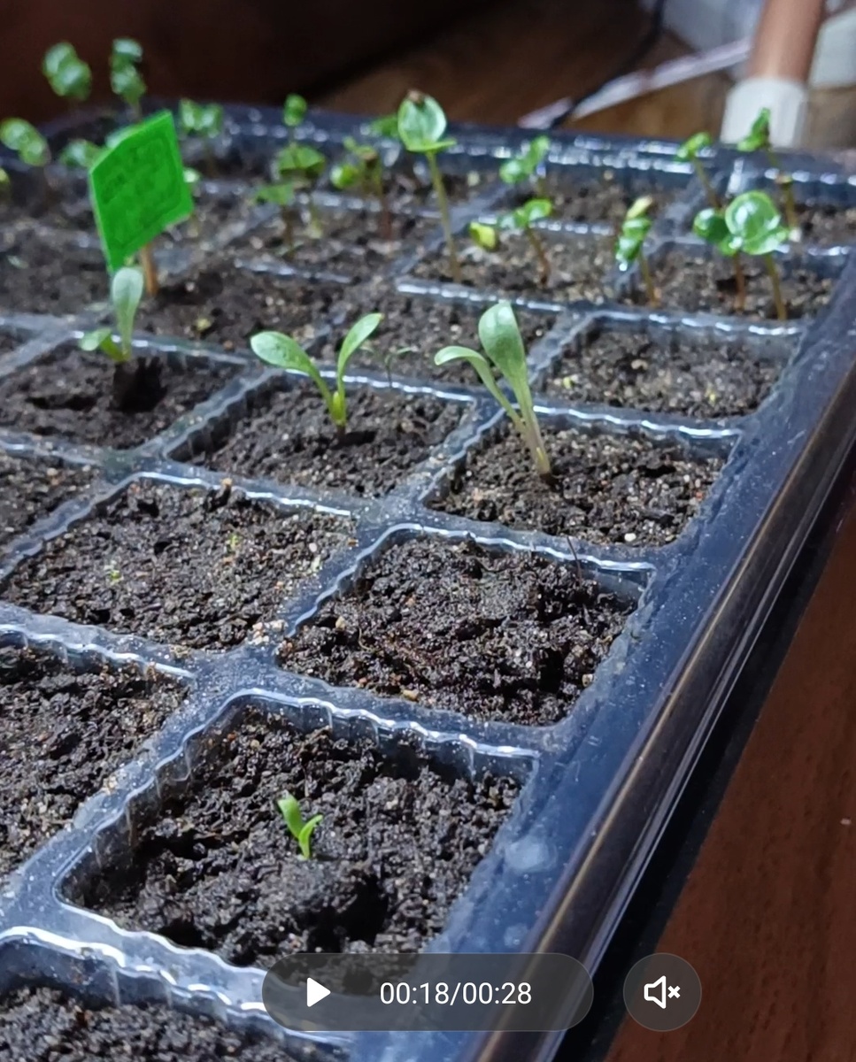 Сильнее всего пострадал бальзамин, хотя георгины тоже стали тянуться.