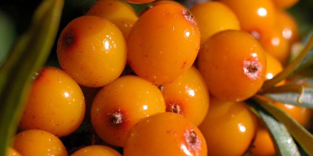 Секреты натурального облепихового масла, которые никому не расскажут