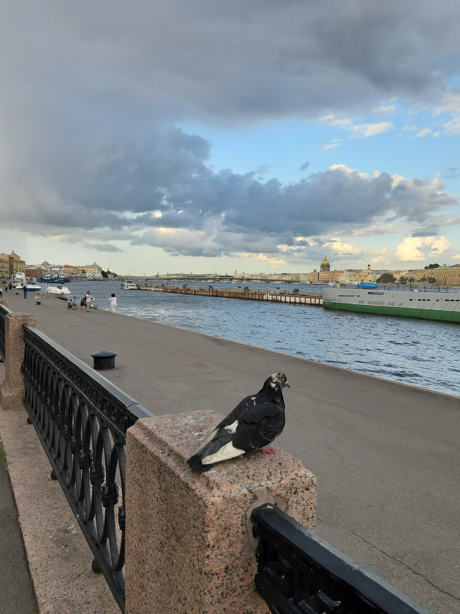 Васильевский остров