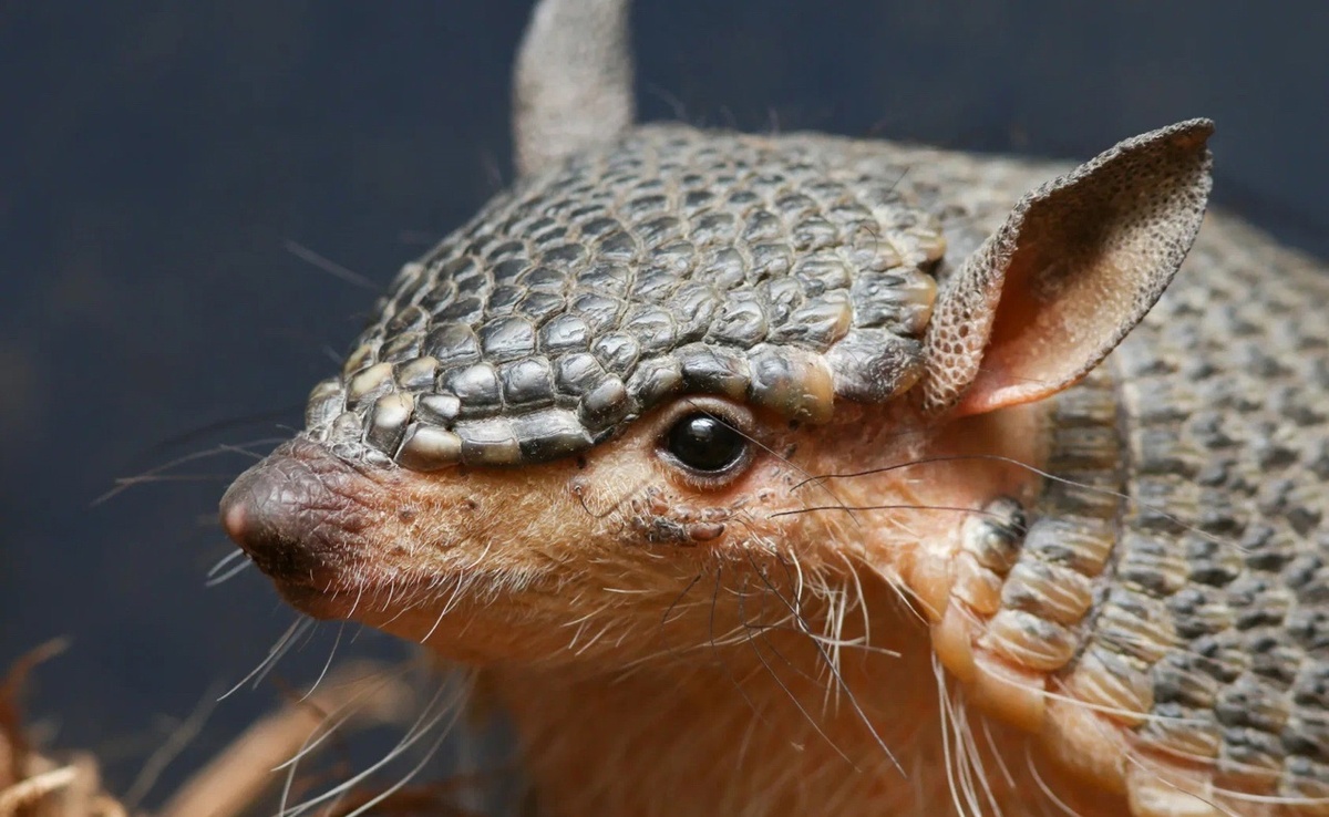 Из открытых источников