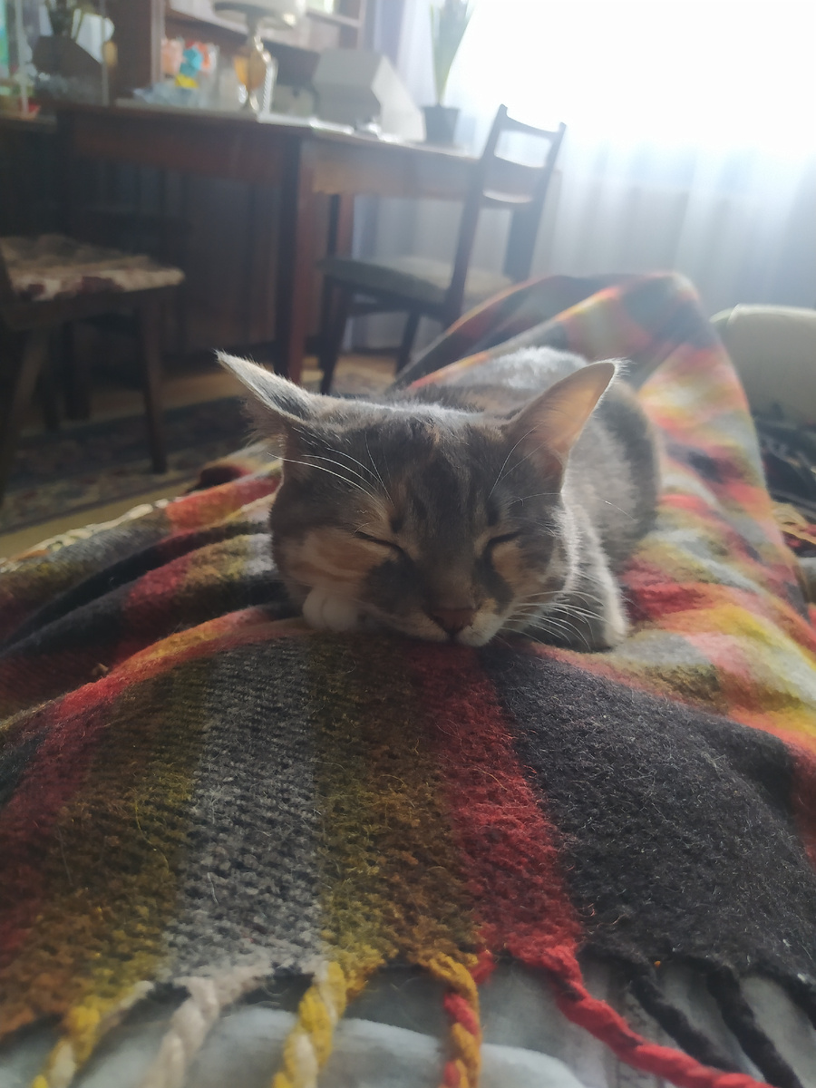 Кошка постоянно ложилась на меня, как раз в то место, где болело. Лечила. 