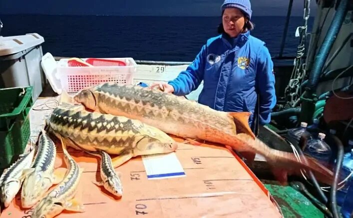    Фото: azniirkh.vniro.ru