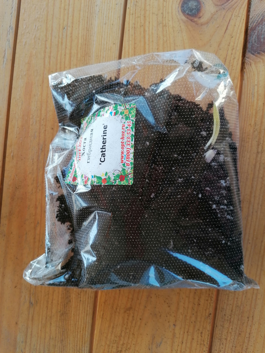 Хоста гибридная сорт 'Catherine'