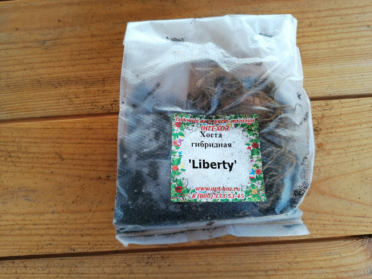 Хоста гибридная сорт 'Liberty'