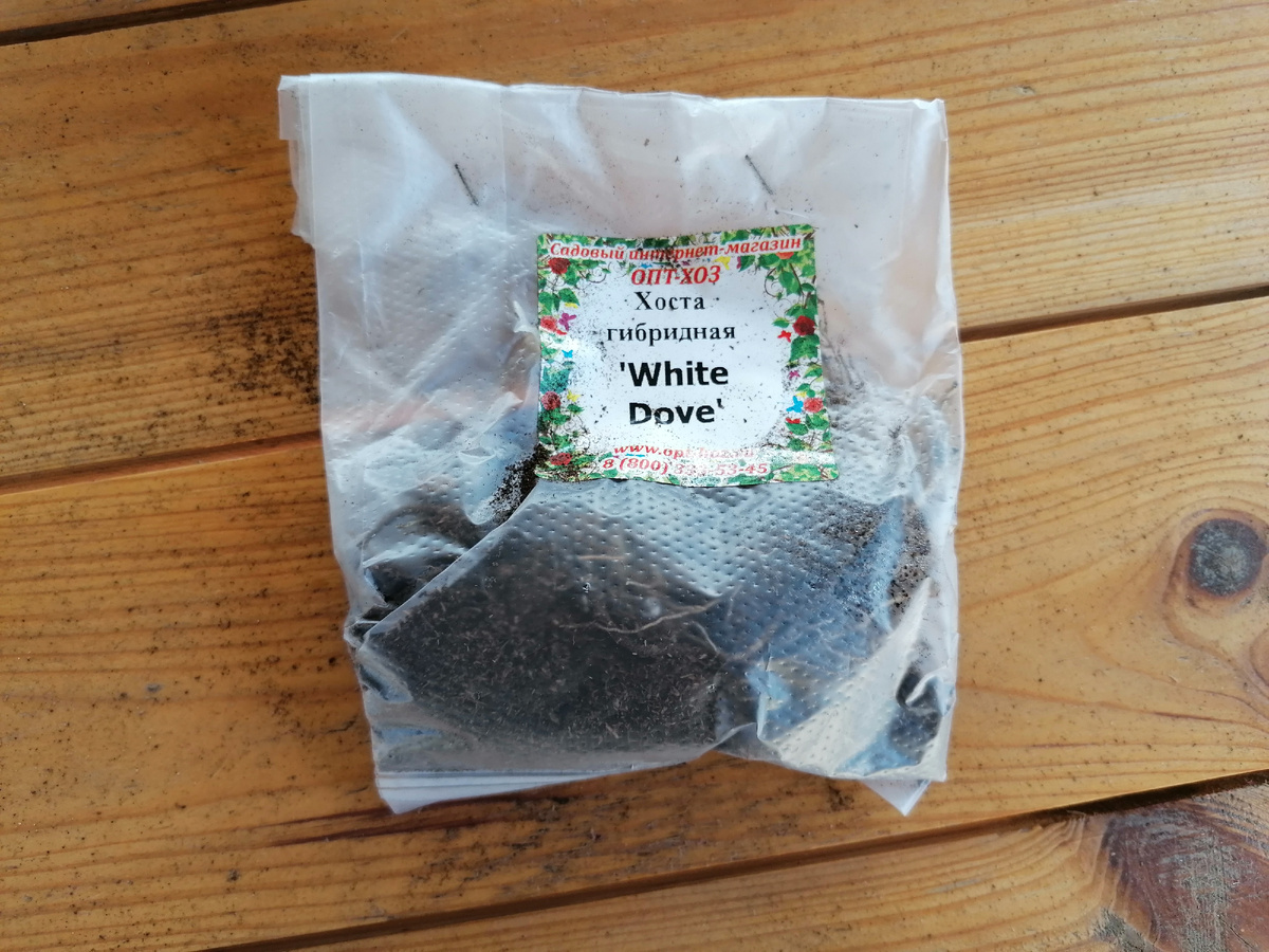 Хоста гибридная сорт 'White Dove'