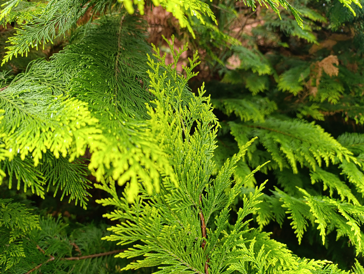 кипарисовик