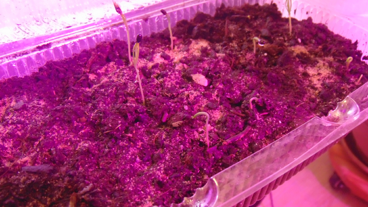 контейнер под фито лампой.