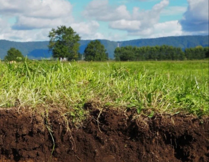 Плодородная земля Кубани