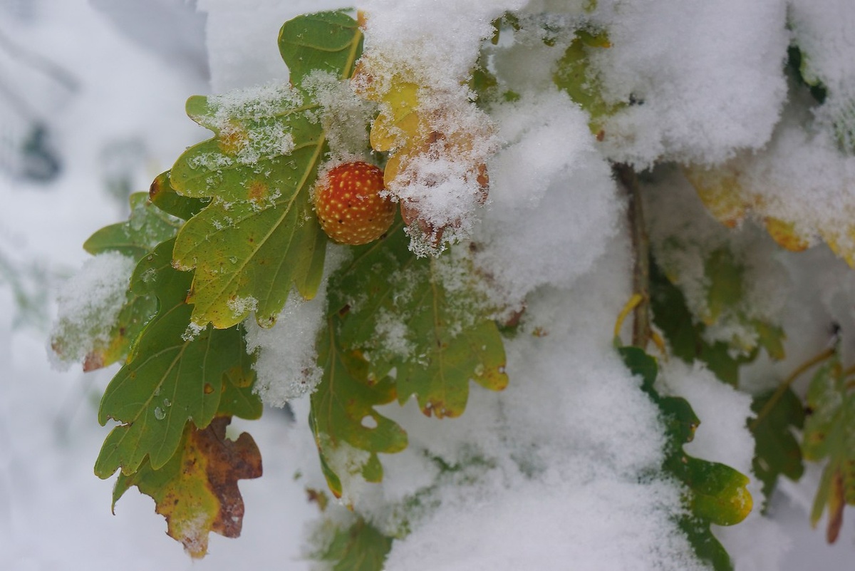 Фото взято из интернета.