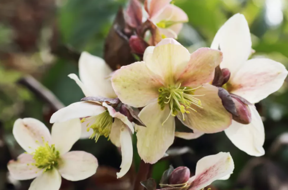 Фото Mantonature (Getty Images)