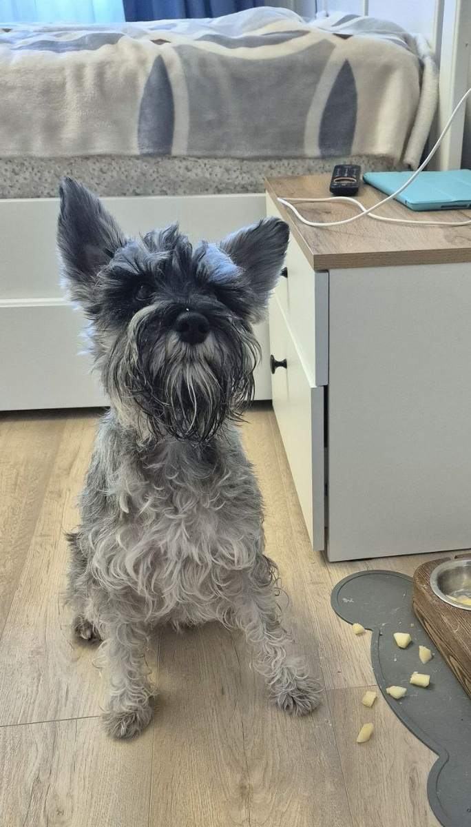 Интересуется, долго ли мы собираемся подкладывать в миску кабачки. Он сам выложил "?" ))