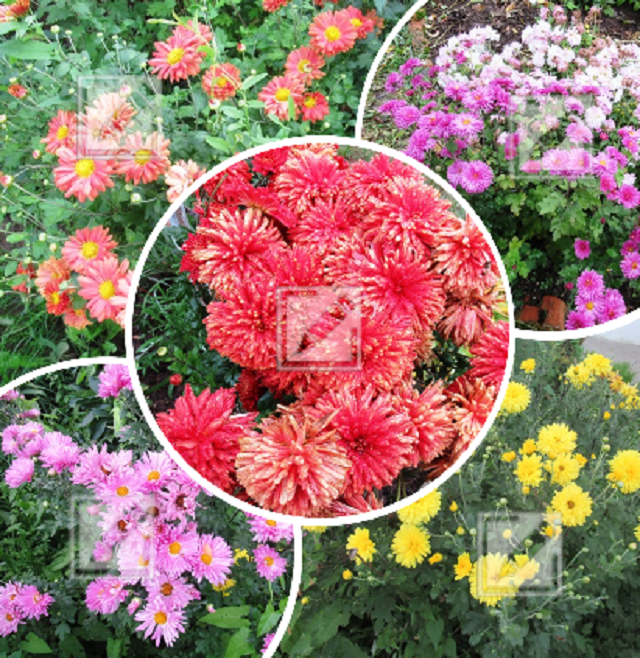 коллаж из фото автора