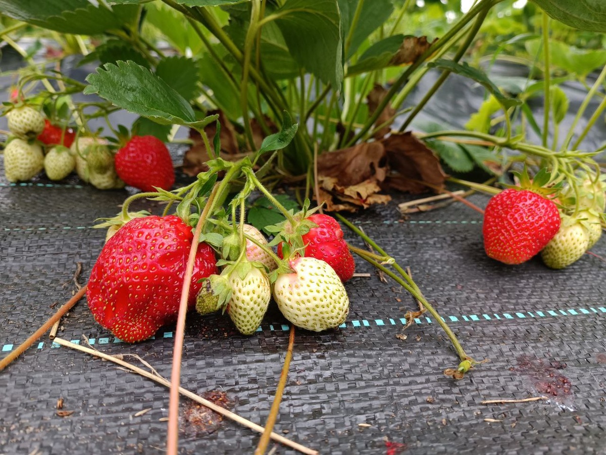 Сорт клубники Азия