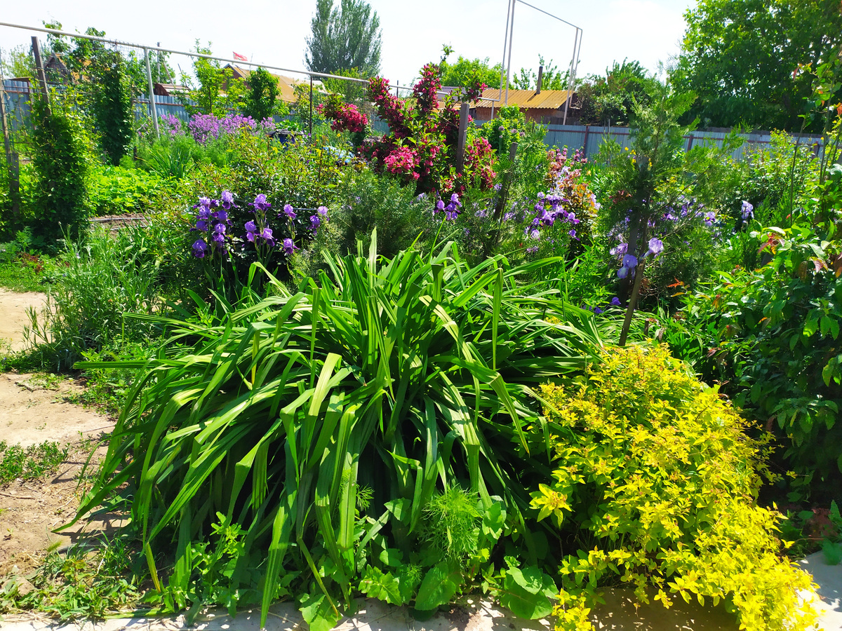 Вид на начало "зелёной стены" летом. Фото автора